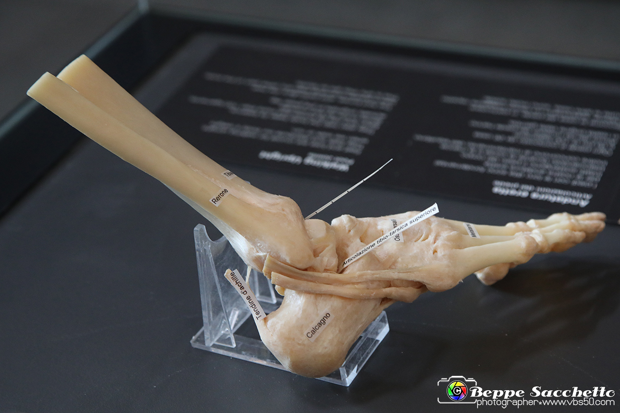 VBS_3108 - Articolazione del piede - Mostra Body Worlds.jpg